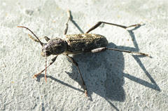 Xylotrechus rusticus