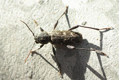 Xylotrechus rusticus