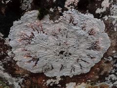Placopsis murrayi