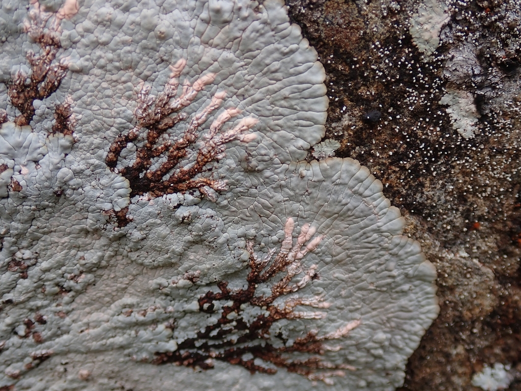 Placopsis murrayi