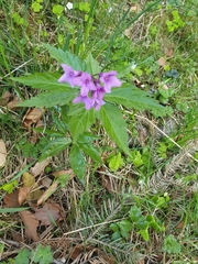 Cardamine glanduligera