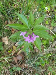 Cardamine glanduligera