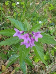 Cardamine glanduligera