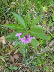 Cardamine glanduligera