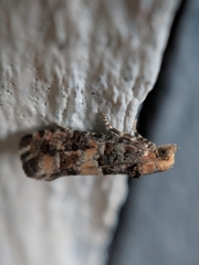 Eucopina tocullionana