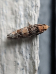 Eucopina tocullionana