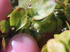 Cruciata laevipes