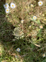 Plantago lanceolata