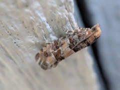 Eucopina tocullionana