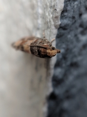 Eucopina tocullionana