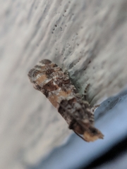 Eucopina tocullionana