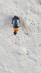 Hypebaeus flavicollis