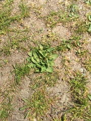 Plantago major