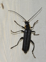 Cantharis paradoxa