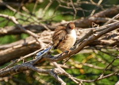 Malurus