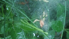 Yponomeuta evonymella