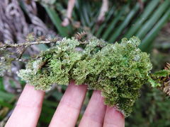Pseudocyphellaria multifida