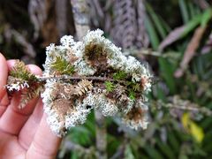 Pseudocyphellaria multifida