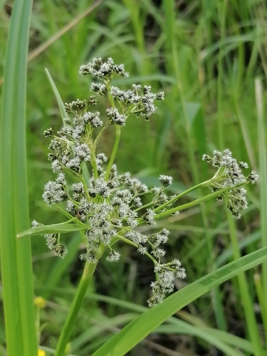 Scirpus sylvaticus iNat (1)