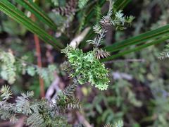 Pseudocyphellaria multifida