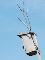 Passer montanus