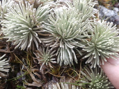 Celmisia sessiliflora