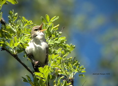 Acrocephalus dumetorum