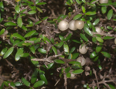 Coprosma propinqua propinqua