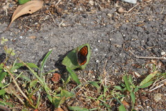 Lycaena phlaeas daimio
