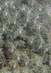 Podonosma orientalis