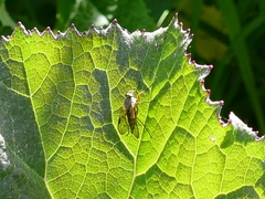 Rhagio vitripennis