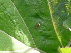 Rhagio vitripennis