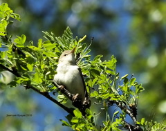 Acrocephalus dumetorum