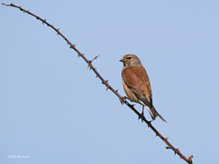 Linaria cannabina cannabina