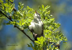 Acrocephalus dumetorum
