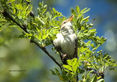 Acrocephalus dumetorum