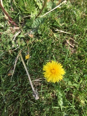 Taraxacum