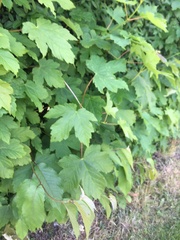 Acer pseudoplatanus