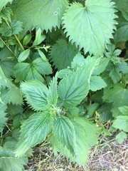 Urtica dioica