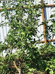 Magnoliopsida