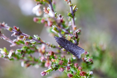 Neofaculta ericetella