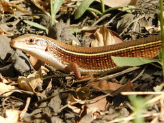 Gerrhosaurus nigrolineatus