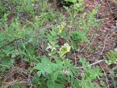 Astragalus frigidus
