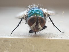 Lucilia
