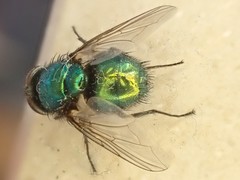 Lucilia