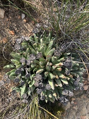 Machairophyllum albidum