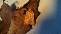 Pyreferra hesperidago