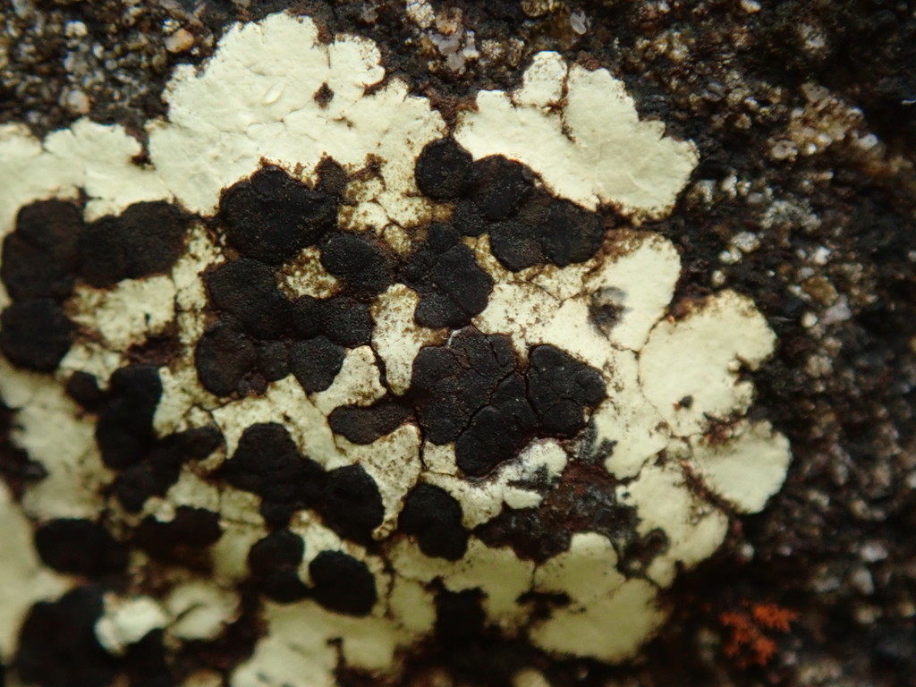 Poeltiaria