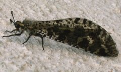 Palpares libelluloides