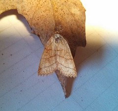 Pyreferra hesperidago